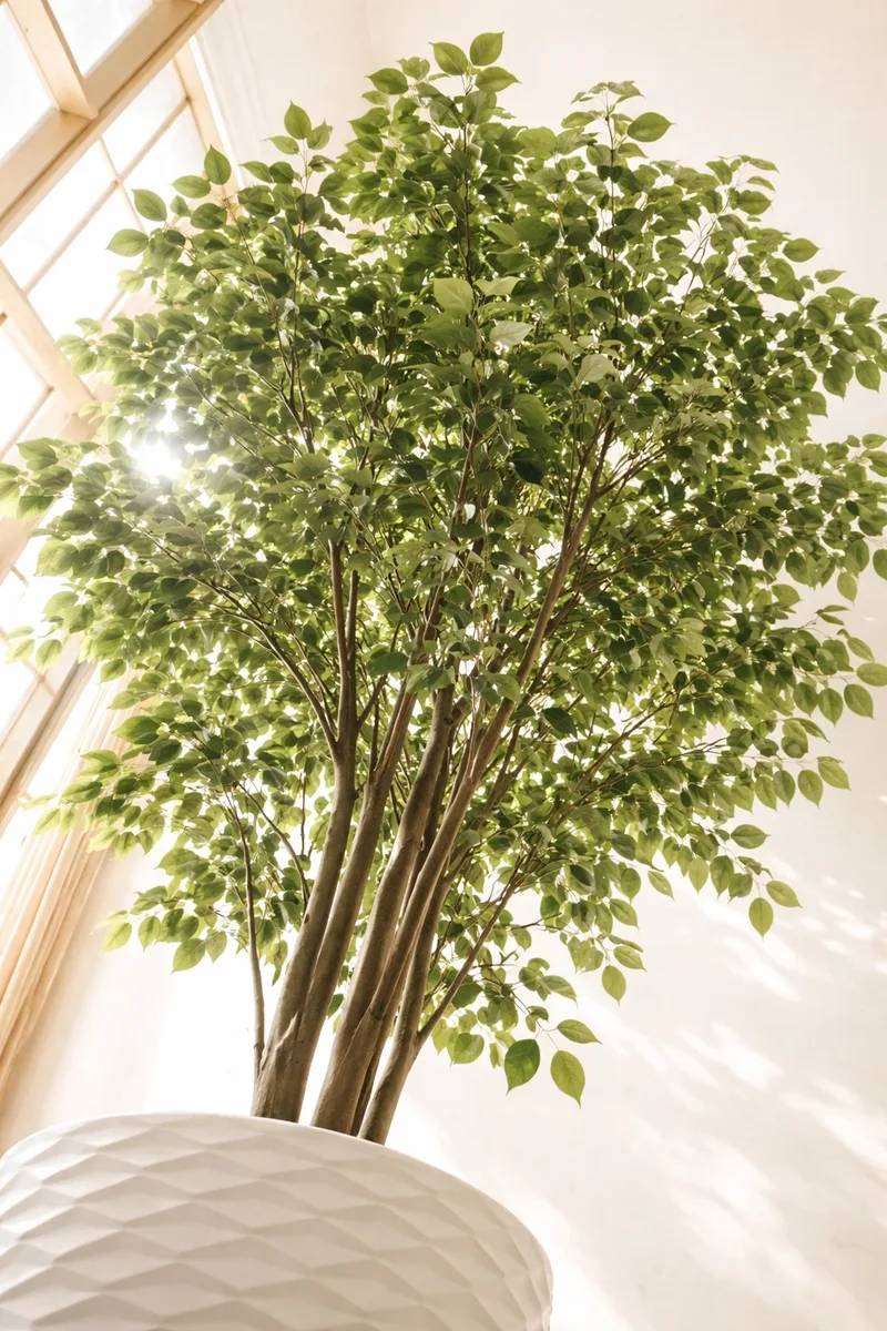 Full canopy view from below showing the layered, dome-shaped leaf structure