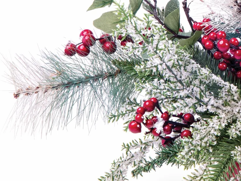 Close-up of pale frosted long-needle pine with white blossom and berries