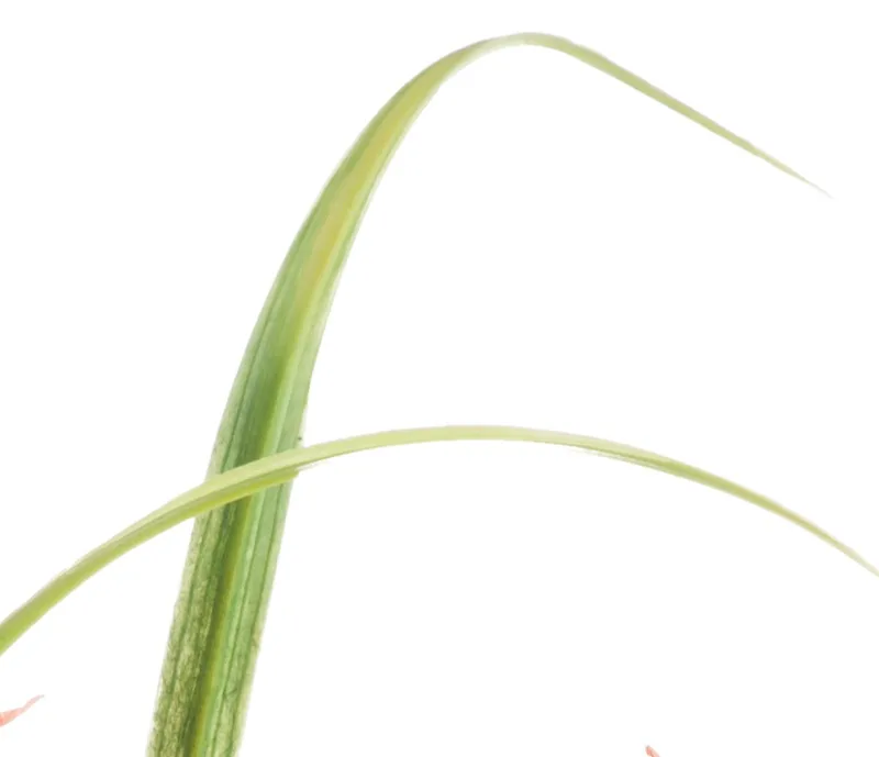 Tall grass adding vertical lift and movement