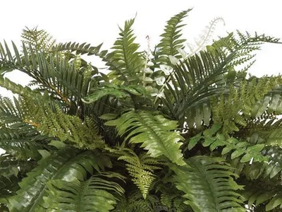 Blend of silk ruffle fern, Boston fern and Cycas palm fronds