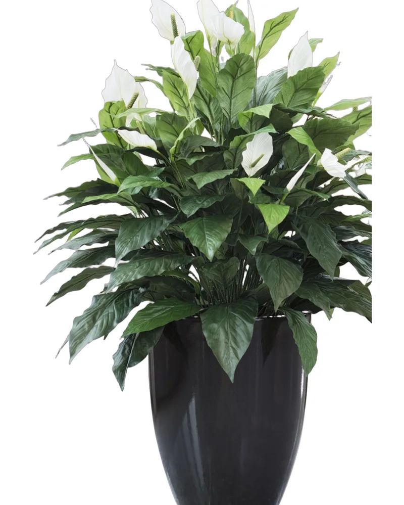 Double Full Spathiphyllum — product dimensions