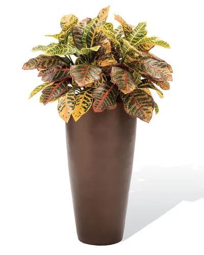 Fiddle Leaf Fig Tree