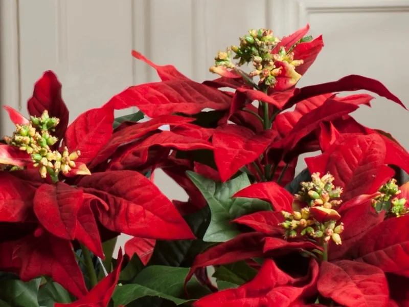 Macro close-up of the poinsettia's pointed red petals