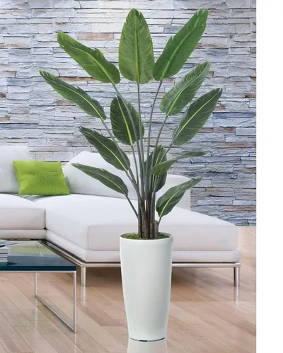 Paradise Palm