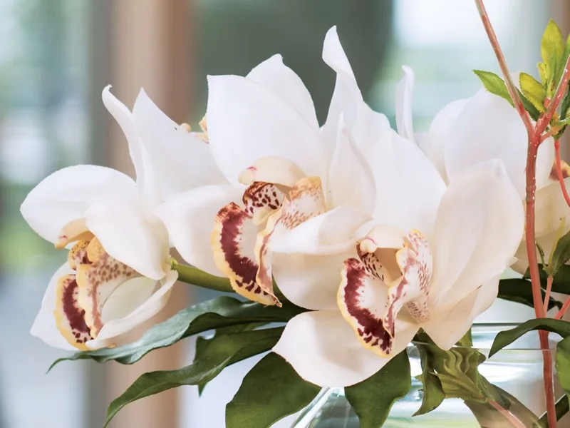 Close-up of Cream White silk cymbidium orchid blooms with deep red lips