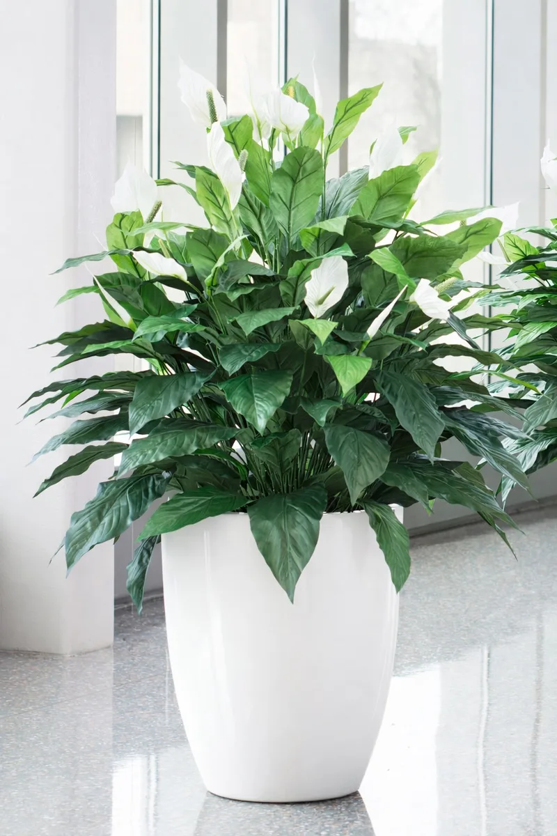 Double Full Spathiphyllum silk plant in a white planter, ready to display