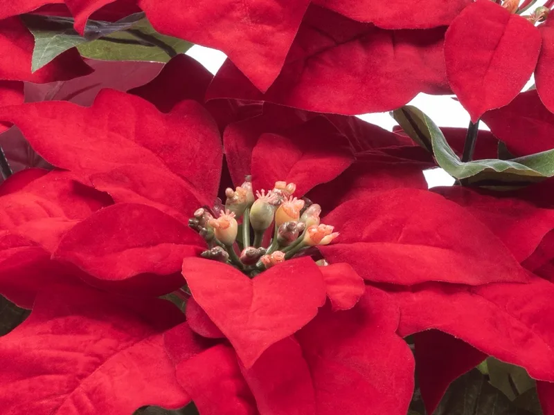 Close-up of the golden buds at the heart of a silk poinsettia bloom