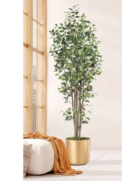 7' Greenhouse Silk Ficus Tree