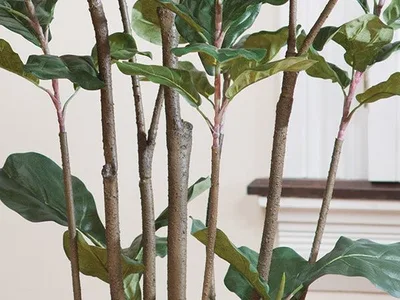 Multiple slender bark-textured trunks of the silk fiddle leaf fig tree