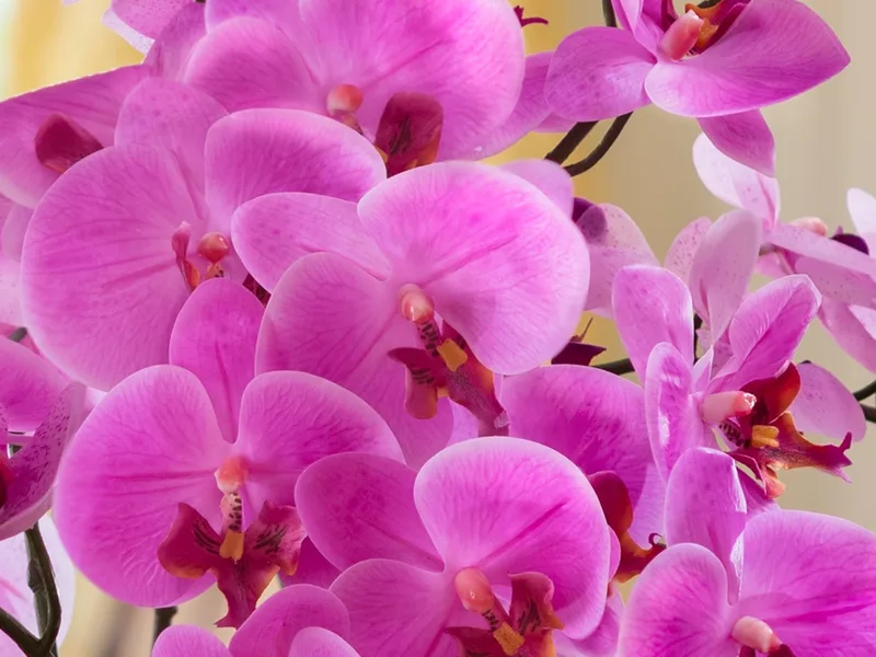 Close-up of Two Tone Fuchsia silk phalaenopsis orchid blooms