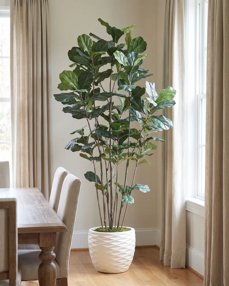 7' Fiddle Leaf Fig silk tree beside a tall curtained window in a dining room
