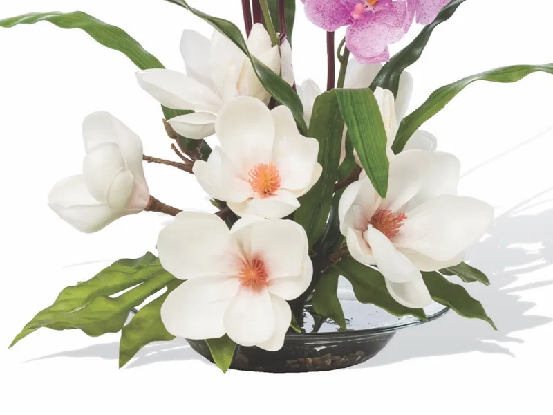 Milky white silk magnolia blooms with green leaves