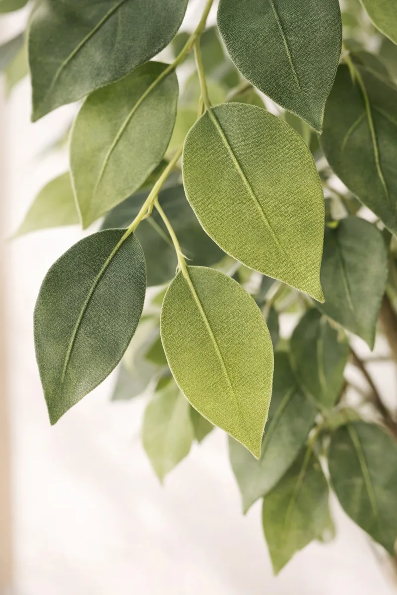 Macro close-up of individual ficus leaves showing natural color variation and subtle veining
