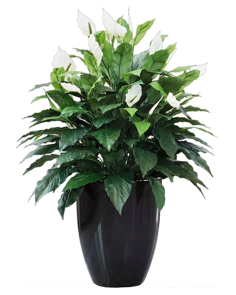 Double Full Spathiphyllum — product dimensions
