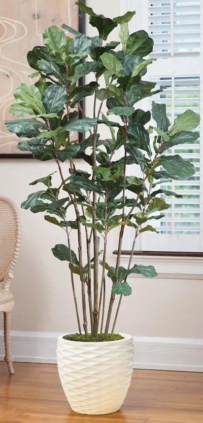 7' Fiddle Leaf Fig silk tree, product dimensions