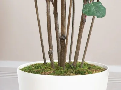 Moss finishing the base of the silk fiddle leaf fig in a white container