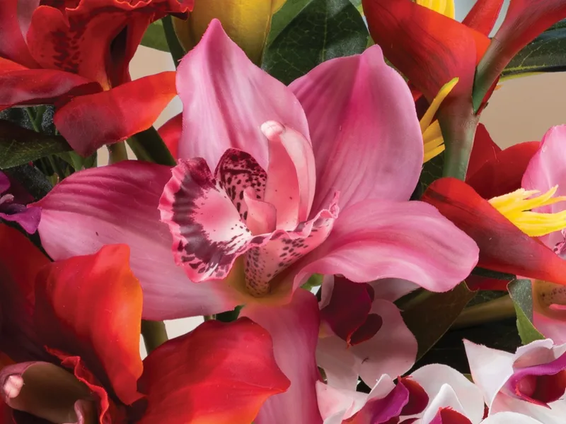 Close-up of pink and plum silk orchids among red tropical blooms