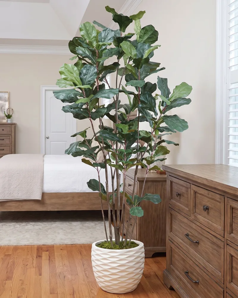 7' Fiddle Leaf Fig silk tree in the corner of a large bedroom beside a dresser