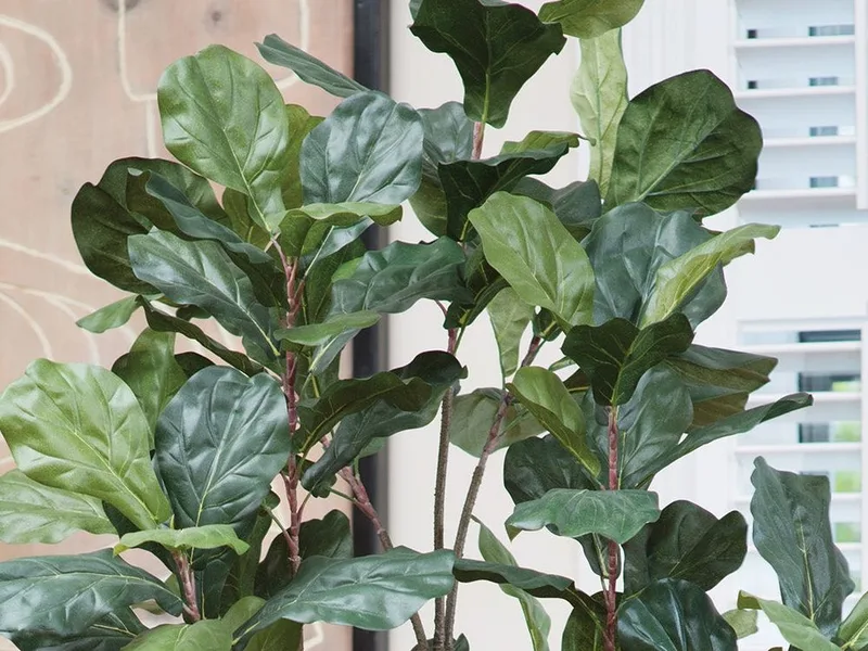 Close-up of the silk fiddle leaf fig canopy: clusters of large green leaves on slender stems