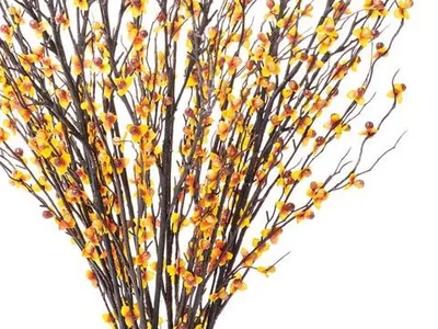 Close-up of silk bittersweet blooms in orange and gold along dark stems
