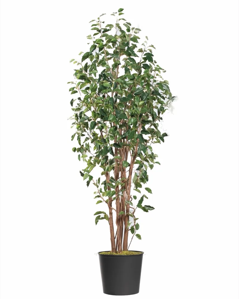 7' Greenhouse Faux Ficus Tree — product dimensions