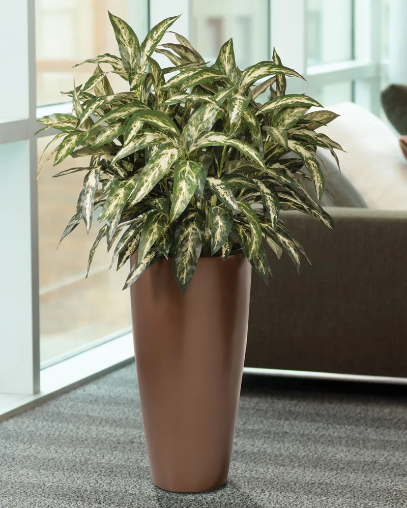 Boston Fern Silk Plant