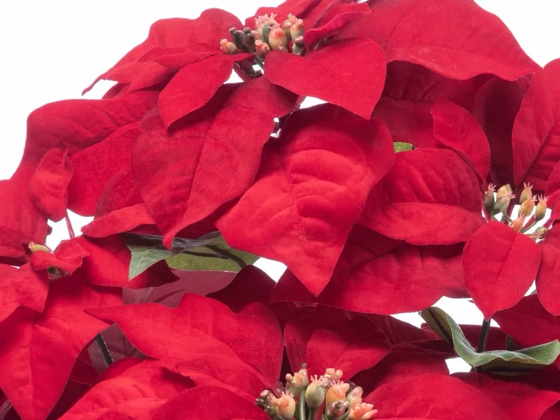 Macro close-up of the silk poinsettia petals showing velvet nap and veining