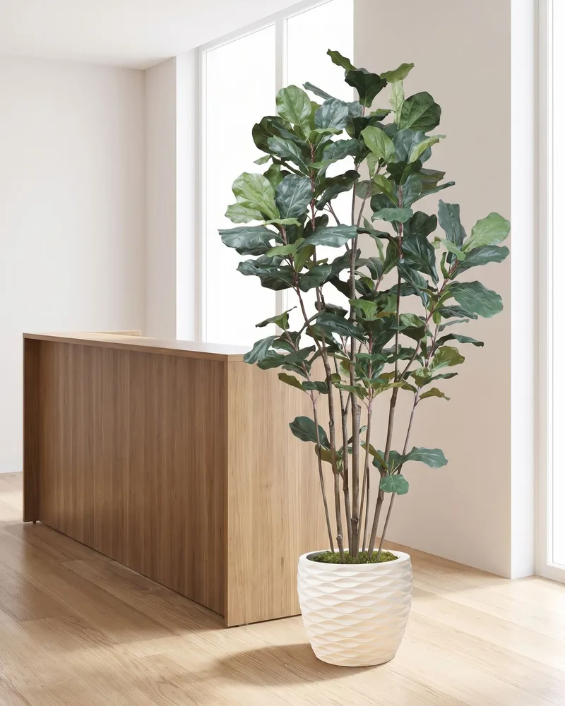 7' Fiddle Leaf Fig silk tree beside a wooden reception desk in an office lobby