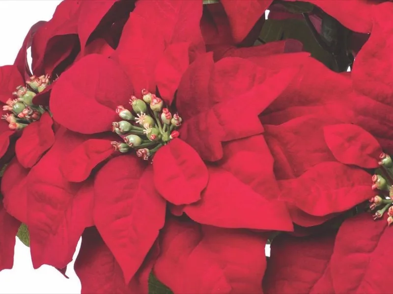 Macro close-up of the silk poinsettia petals showing velvet nap and veining