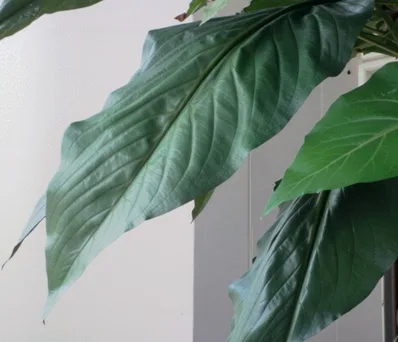 Close-up of glossy deep-green spathiphyllum leaves showing natural veining