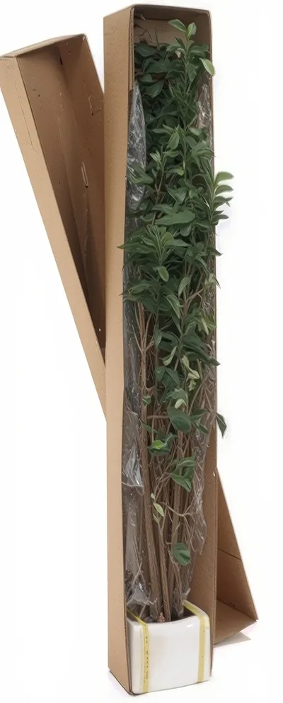 Greenhouse Silk Ficus Tree carefully packaged for shipping