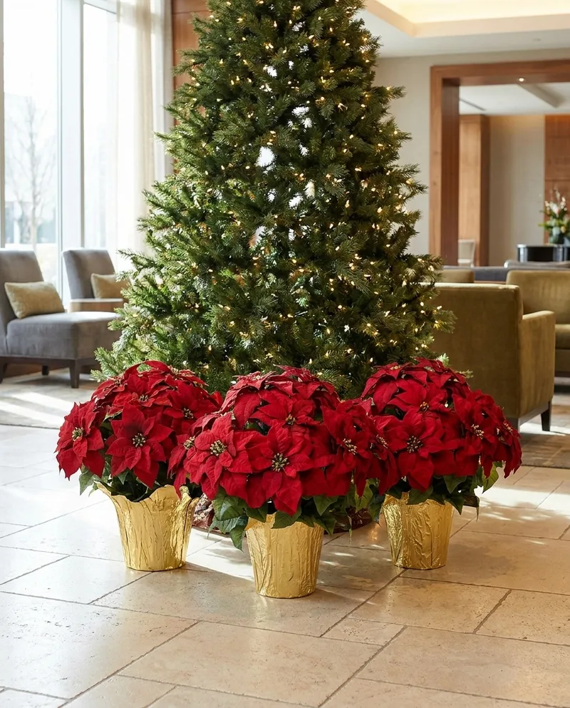 Three Red Premier Silk Poinsettias, Large, in gold foil covers massed at the base of a hotel lobby Christmas tree