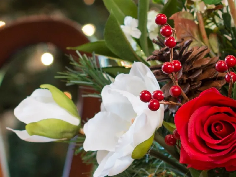 Close-up of white silk magnolia blooms with red berries and a pine cone