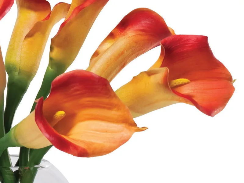 Close-up of orange silk calla lily blooms with red-edged petals