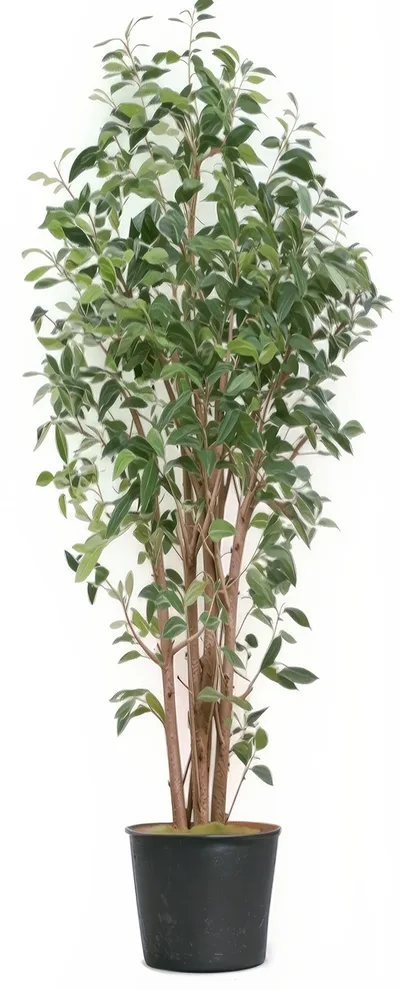 Greenhouse Silk Ficus Tree fully shaped and displayed after unboxing