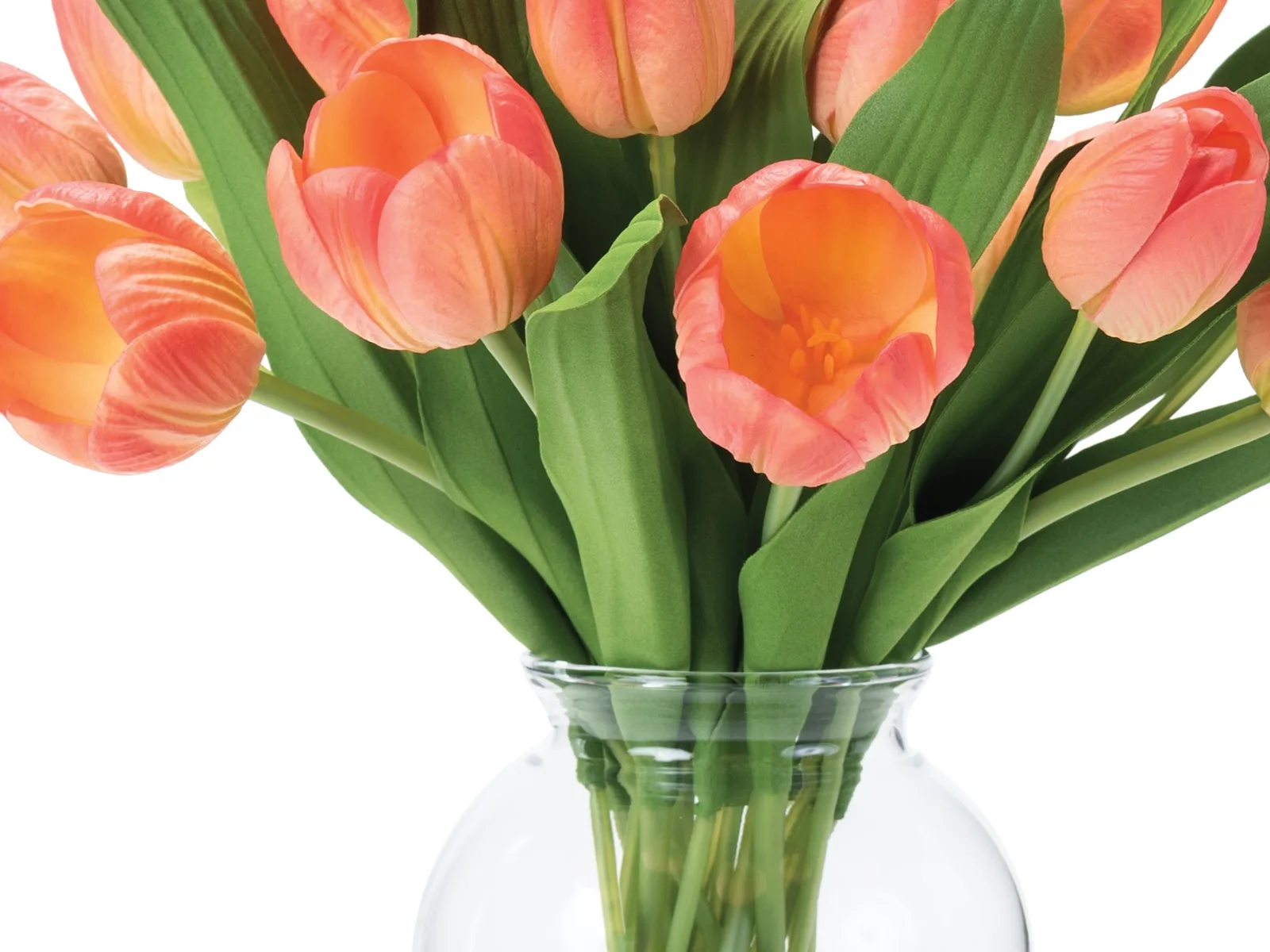 Close-up of two-tone orange tulip blooms and broad green leaves showing natural-looking texture