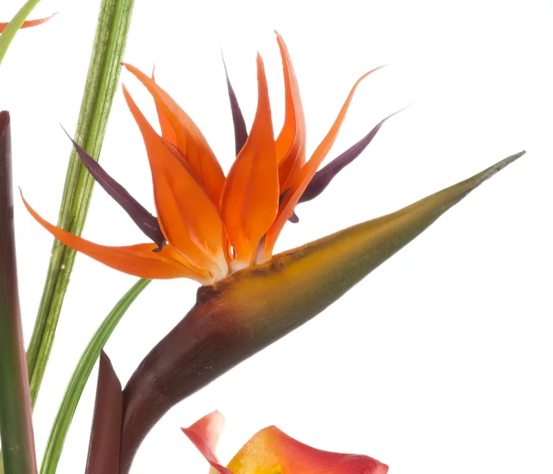 Macro close-up of bird of paradise bloom showing color gradient and structural form