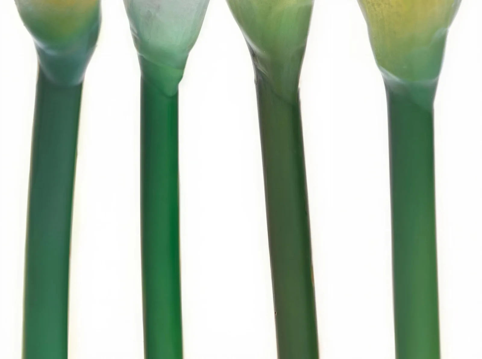 Realistic tulip stems visible through crystal-clear glass vase