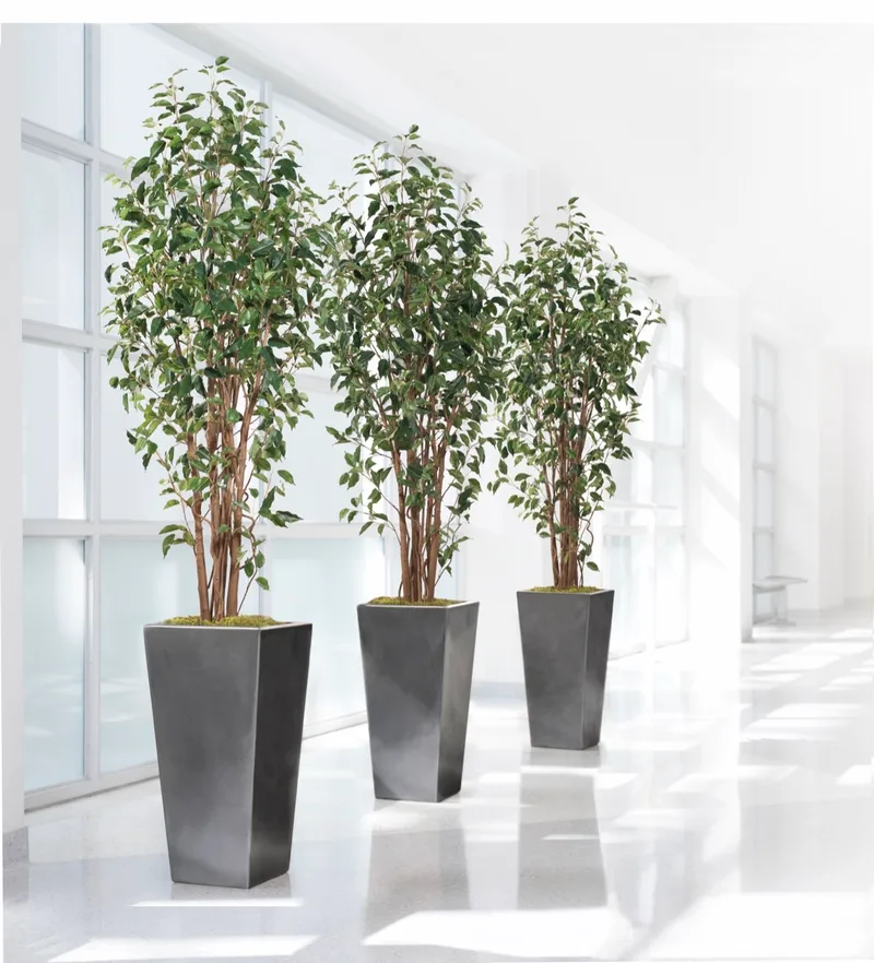 Three Greenhouse Faux Ficus Trees in matched planters lining a bright commercial corridor