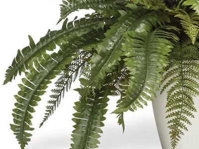 Long silk Boston fern fronds arching over the edge of a white container