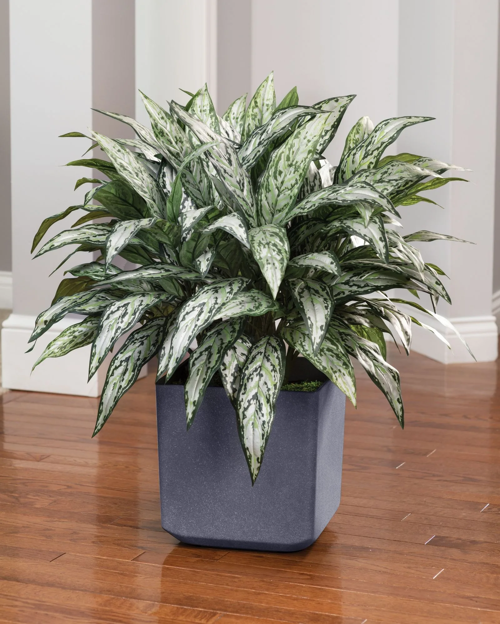 Double Full Silver Queen Silk Plant