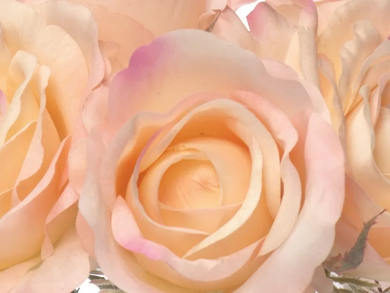 Close-up of coral silk rose petals