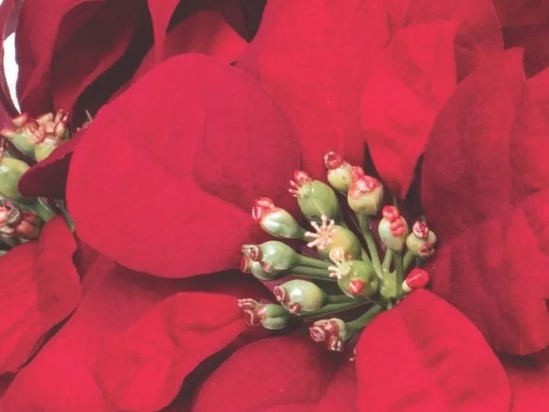 Macro close-up of the golden buds at the center of a red silk poinsettia bloom