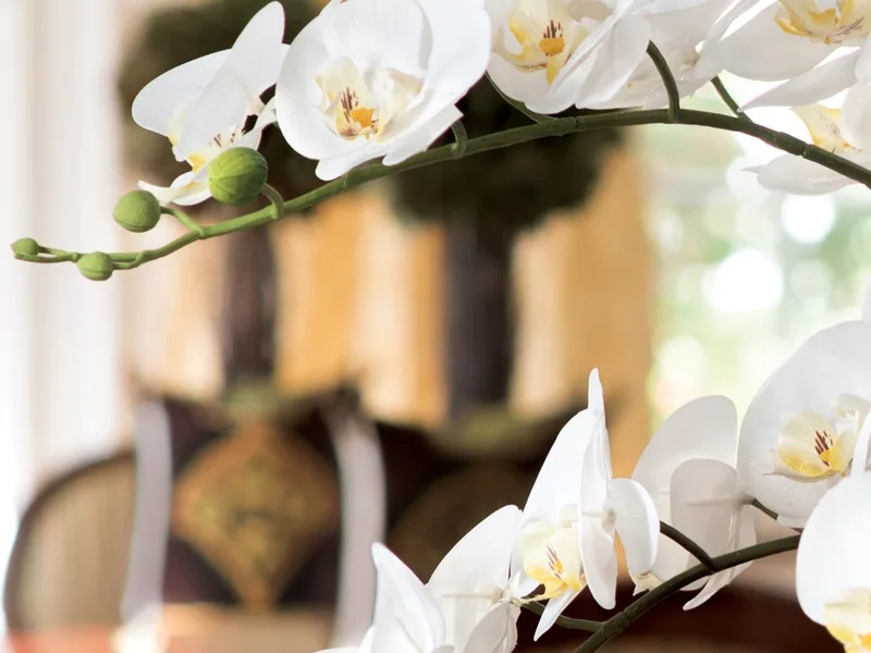 White silk phalaenopsis orchid blooms with green buds on an arching stem