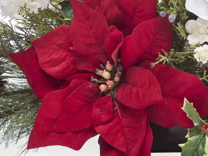 Macro close-up of a red velvet silk poinsettia petal and its center buds