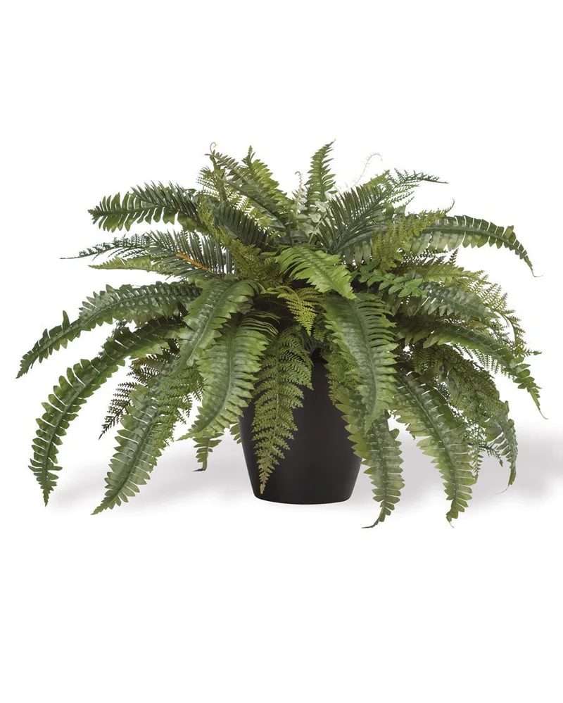 Premier Fern silk plant shown in a black container