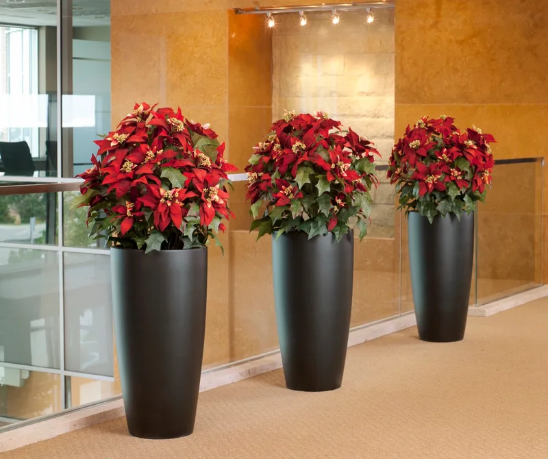 Premier Silk Poinsettia in an office lobby