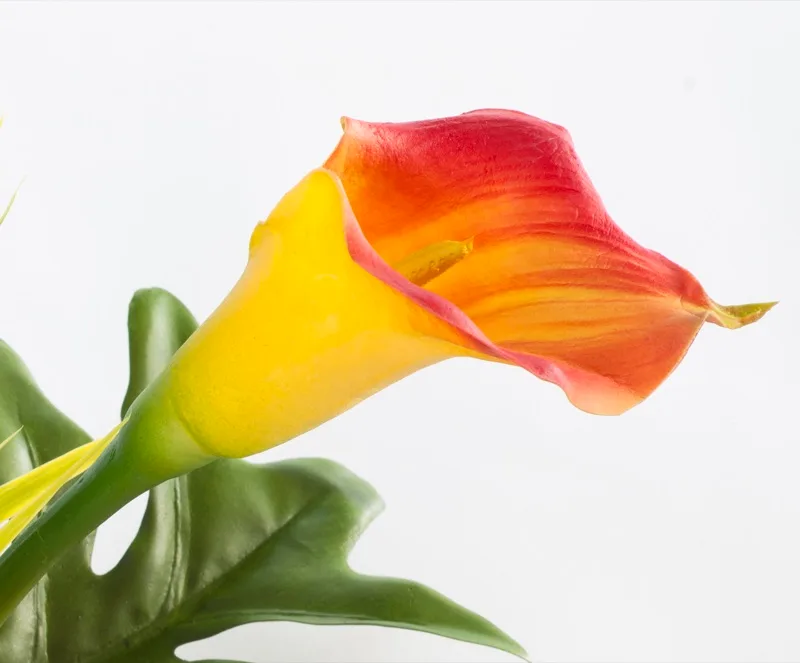 Calla lily curve — elegant counterpoint to the bird of paradise