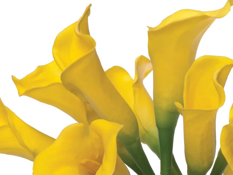 Yellow silk calla lilies, some cupped tight and some open
