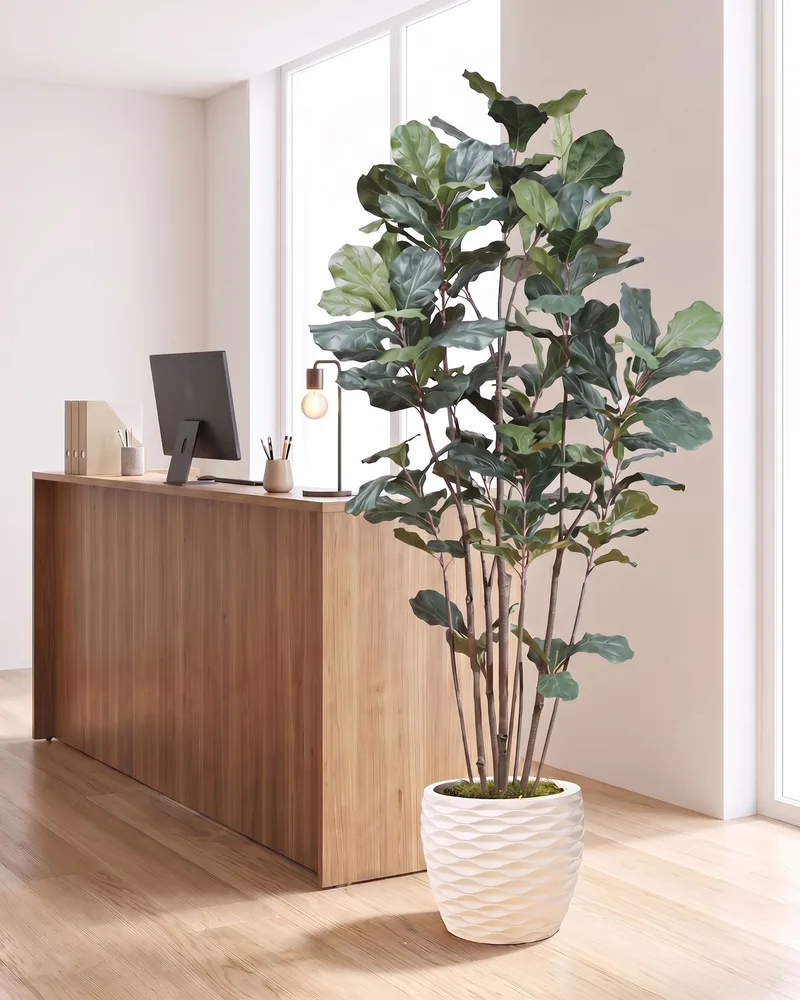 7' Fiddle Leaf Fig silk tree beside a wooden reception desk in a bright office lobby